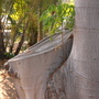 Ficus macrophylla - Moreton Bay Fig - large branch cut (Ficus macrophylla)