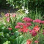 Schizostylis coccinea