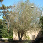 Ficus religiosa - Bo tree (Ficus religiosa)