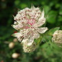 Astrantia (Astrantia major (Masterwort))