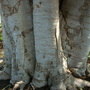 Ficus religiosa - Bo tree trunk (Ficus religiosa)