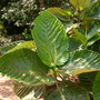 Ficus dammaropsis - Dinner Plate Fig (Ficus dammaropsis)