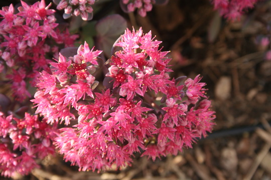 A garden flower photo