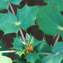 Mahonia (Mahonia bealei (Leatherleaf Mahonia))