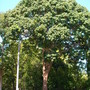 Bischofia javanica - Toog Tree (Bischofia javanica)