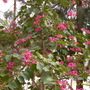 Bauhinia blakeana - Hong Kong Orchid Tree (Bauhinia blakeana)