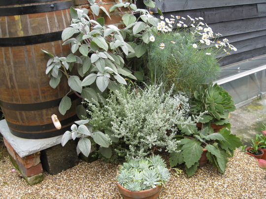silver planting