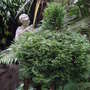 Thuja occidentalis