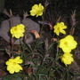 Oenothera elata
