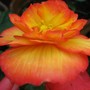 Begonia Niagra Scarlet (Begonia)