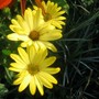 Osteeospermum Tambero (Osteospermum)
