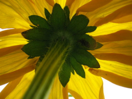 Prairie Sun (Rudbeckia alpicola)