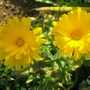 English Marigold,s (calendula)