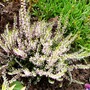 Pink Calluna (Calluna vulgaris (Heather))