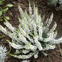 White Calluna (Calluna vulgaris (Heather))