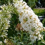 White Buddleia (Buddleja davidii (Butterfly bush))
