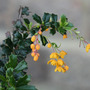 berberis (Berberis darwinii (Barberry))