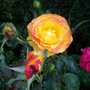 Rose 'Tequilla Sunrise'