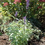 Salvia farinacea