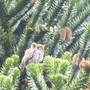 waiting for the ferry (Abies lasiocarpa (Alpine Fir))