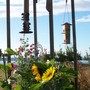 sunflower birds (Sweetpeas & Sunflowers)