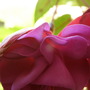 fuschia