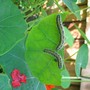 Caterpillars 