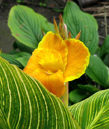 Canna, Tropicanna Gold