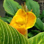 Canna, Tropicanna Gold