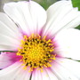 Cosmos... from a friend