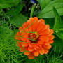 Zinnia...I love them...this bright orange especially