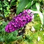 Black Night Buddleia (Buddleja davidii (Butterfly bush))