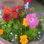 Pelargonium capitatum