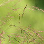 Panicum