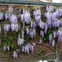 Wisteria
