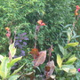 Cannas and Bamboo (Canna and Phyllostachys)