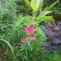Penstemon, Canna, Cotinus "Royal Purple"