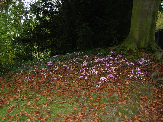 Cyclamen  in Autumn