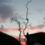 Corylus avellana 'Contorta'