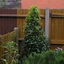 Bay tree (Laurus nobilis)