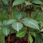 Chinese creeper2 (Parthenocissus henryana (Chinese Virginia creeper))