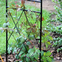 New Arch (Parthenocissus henryana (Chinese Virginia creeper))