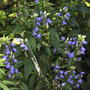 Blue perennial lobelia (Lobelia 'Compliment Blue')