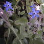 Borage (Borago officinalis)
