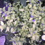 Golden Bluebeard bush (Caryopteris incana 'Jason')