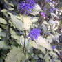 Golden bluebeard (Caryopteris incana 'Jason')