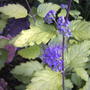Golden Bluebeard (Caryopteris incana 'Jason')