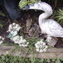Garlic Chives in garden (Allium tuberosum (Garlic chives))