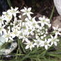 Garlic chives flowers (Allium tuberosum (Garlic chives))