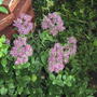 Sedum spectabile